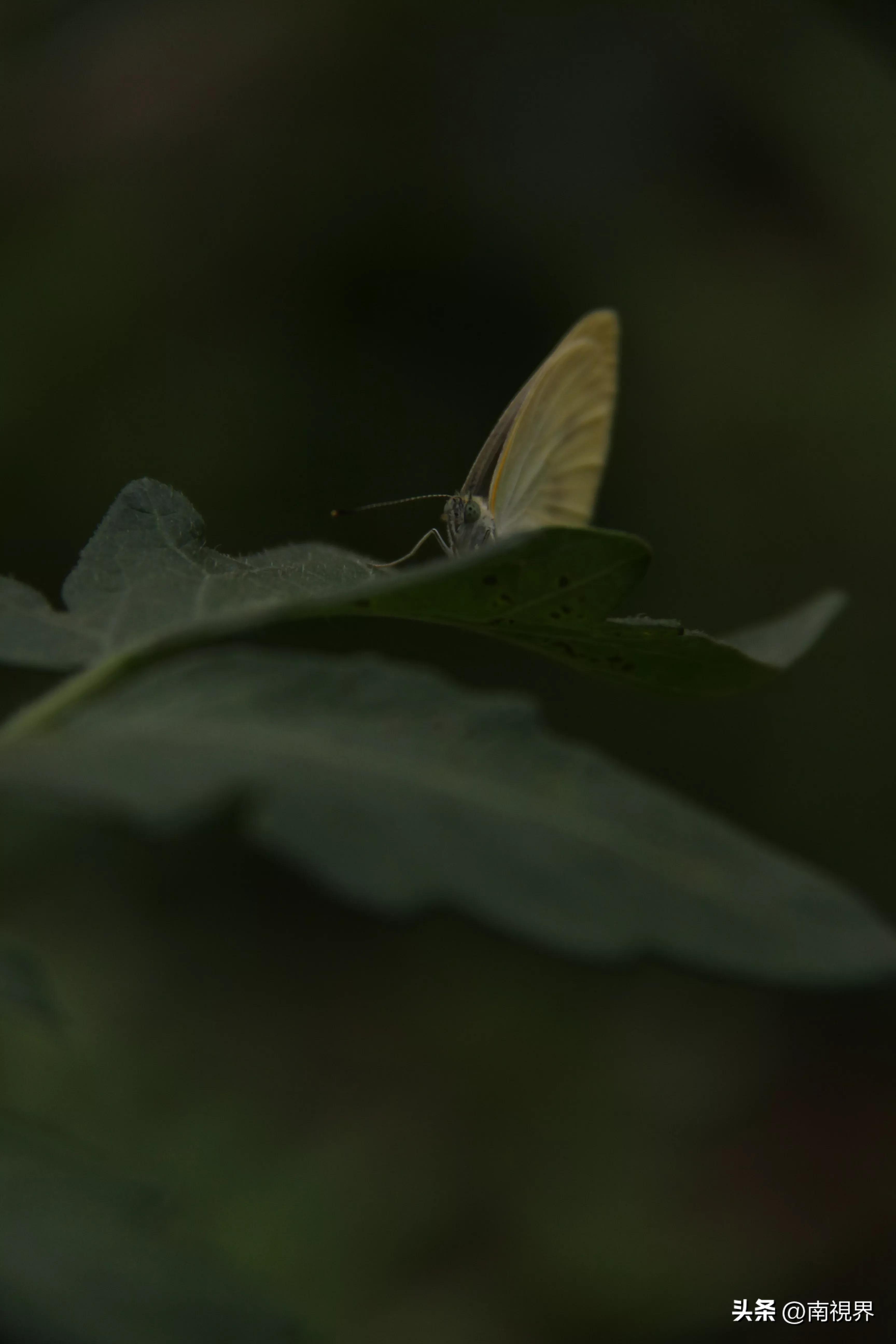 第908页